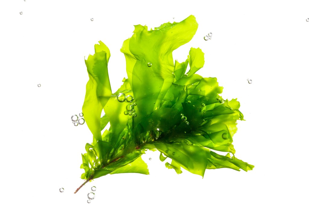 Sea kelp  
