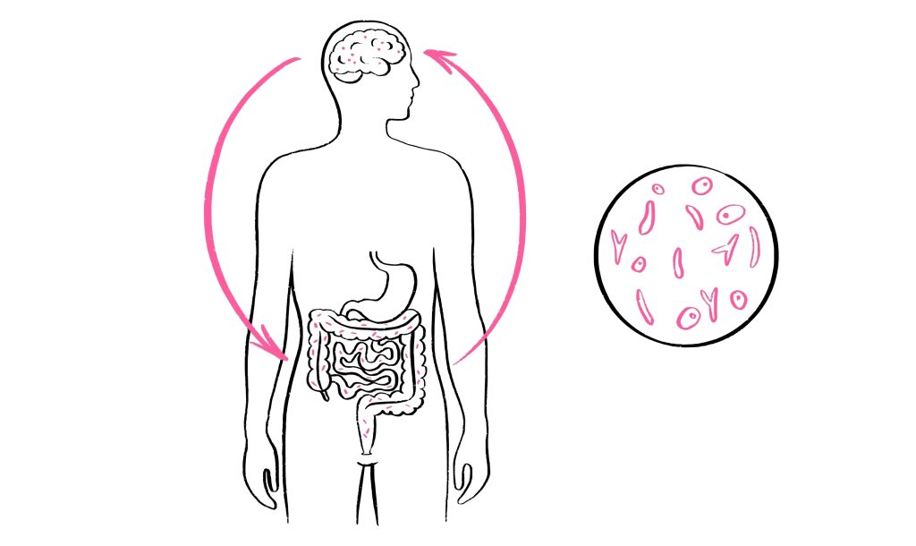 Gut microbes communicating with brain