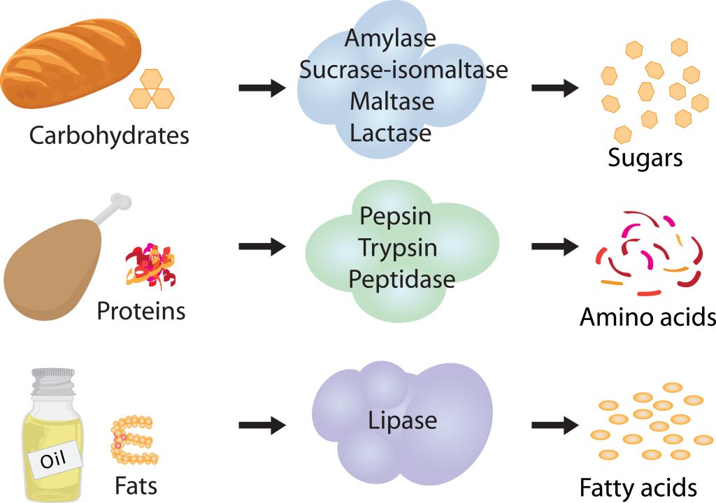 Enzymes illustration